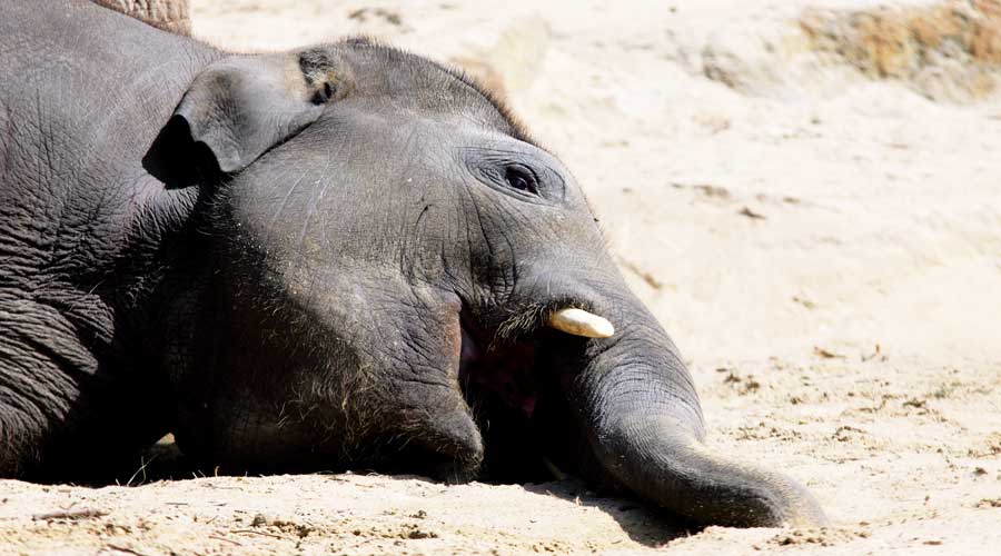 Elephant - Jumbo dies of jolt from wire at farm - Telegraph India