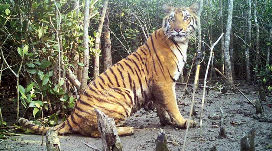 Image of tiger captured by hidden cameras in the Sunderbans.  