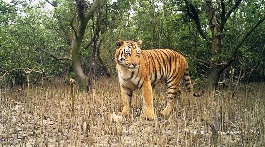 royal bengal tiger in sundarban