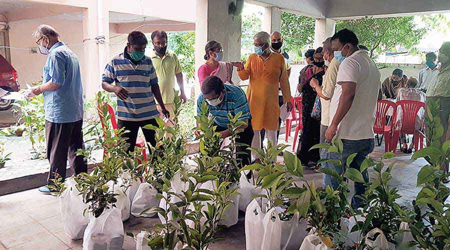 Saplings being distributed among society members on July 18