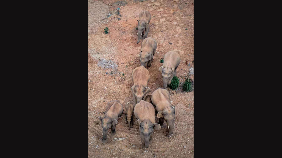    Herd of 15 Asian elephants lumbering across China for more than a year