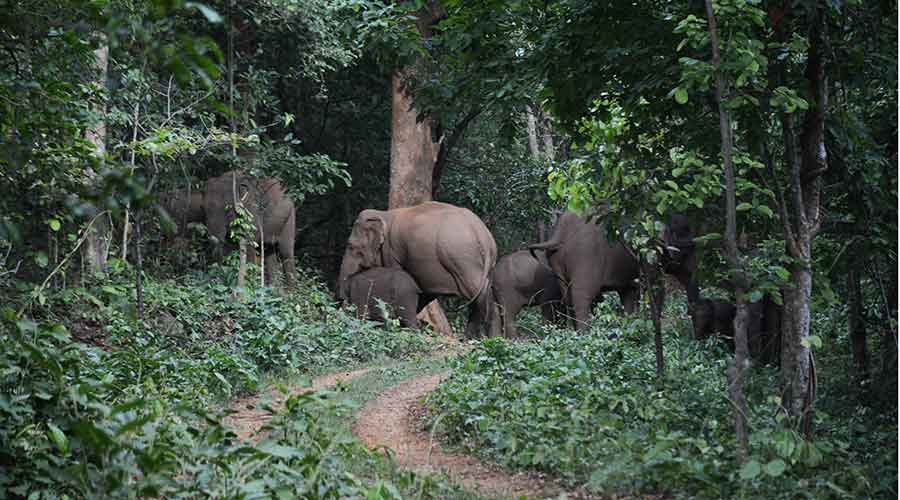 Elephants inside Dalma wildlife sanctuary last week. 