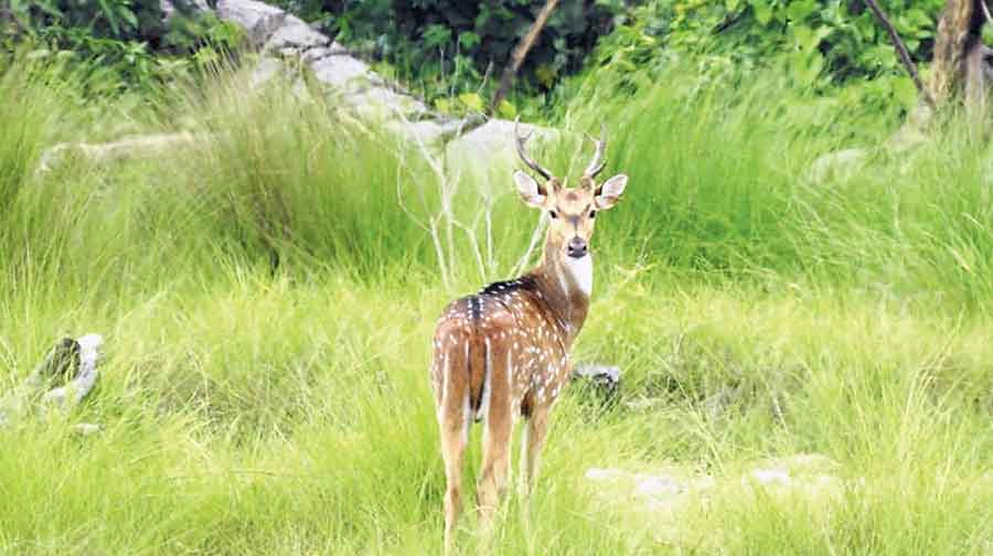 Raimona Reserve Forest In Assam Becomes The State'S Sixth National Park -  Telegraph India