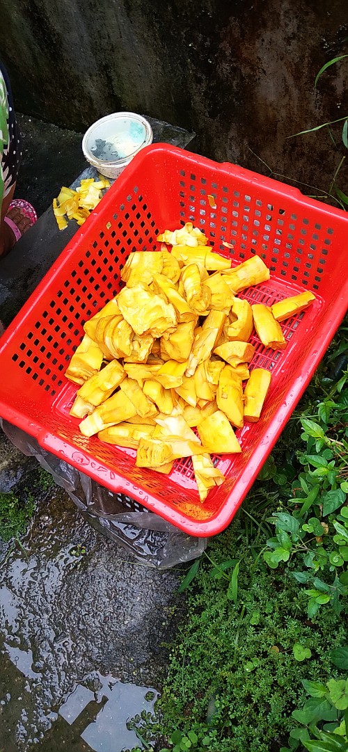 Bamboo shoots boiled with turmeric to preserve them 