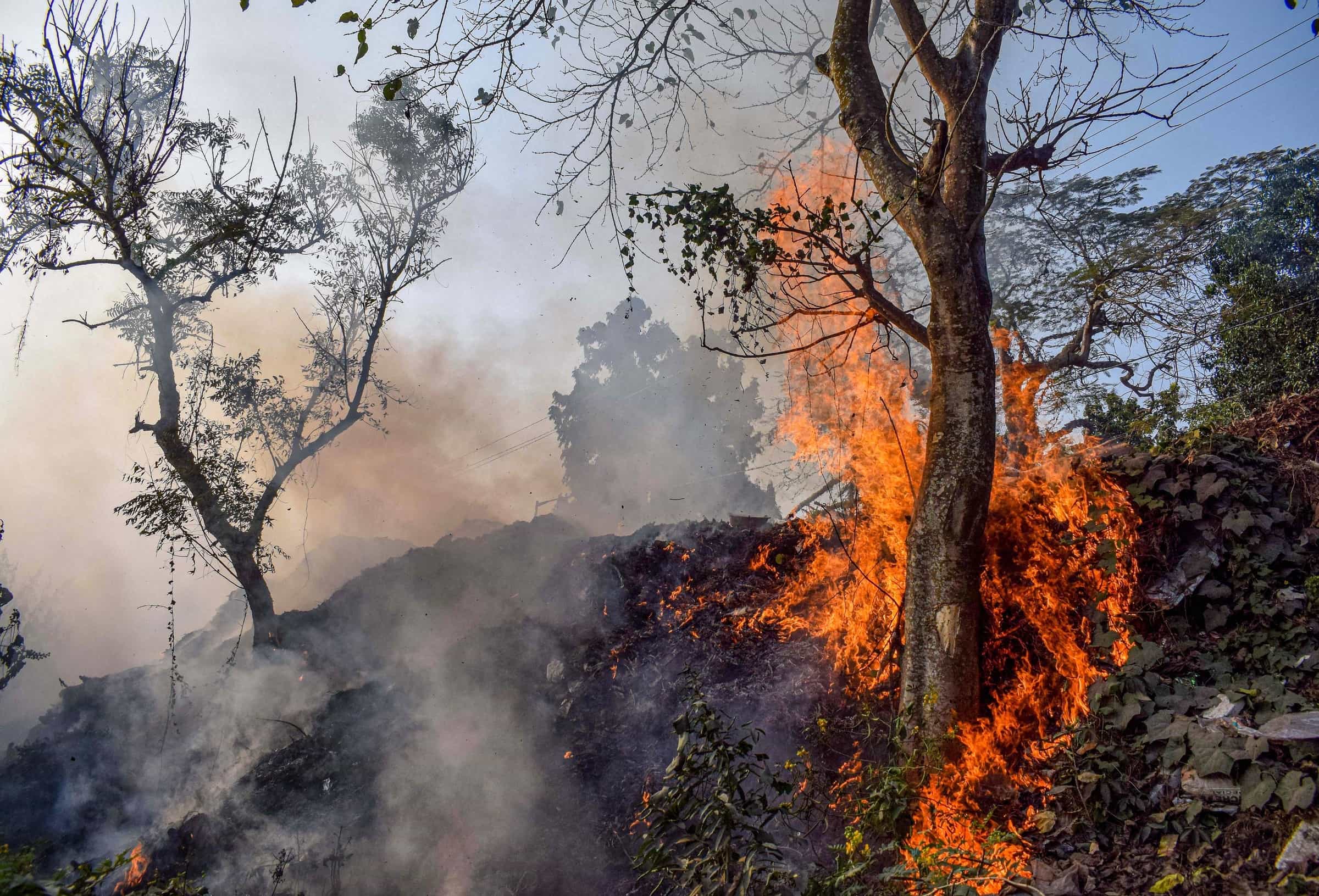 A tree in Nadia catches fire on Saturday.