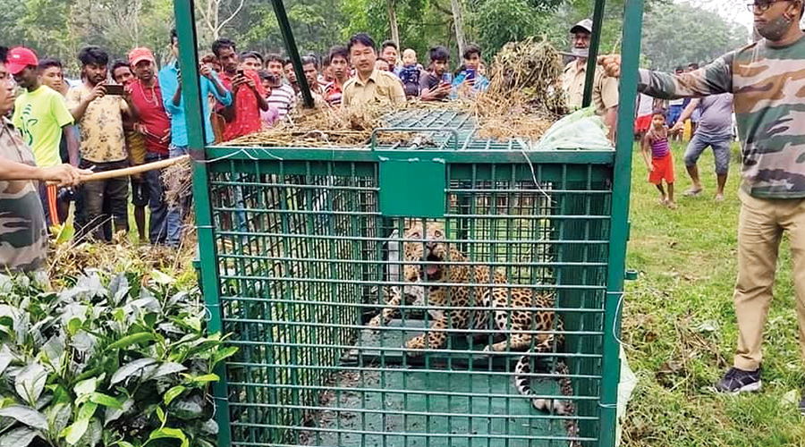 File picture of a trapped leopard.