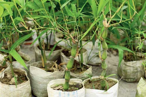 Bamboo saplings that were planted 