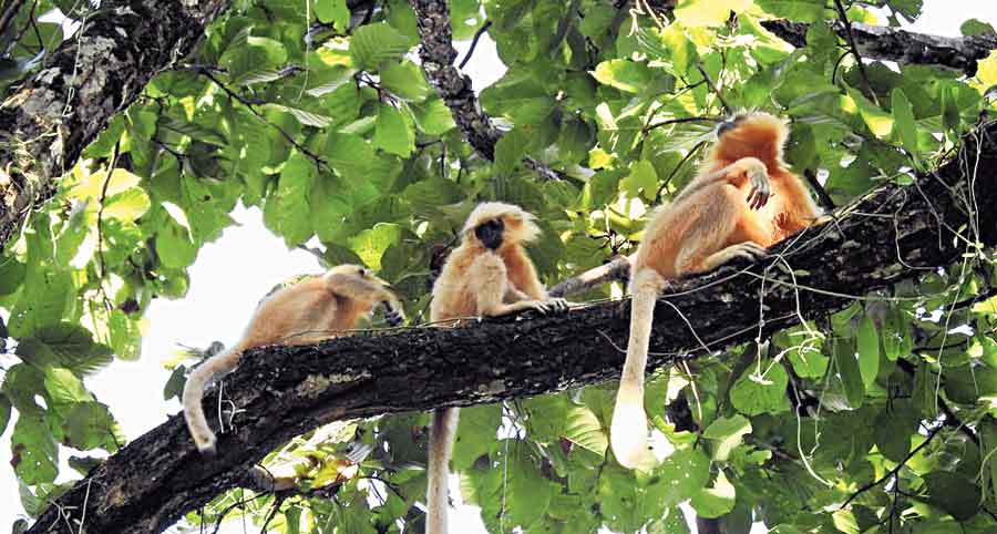 The Dehing Patkai National Park spanning Dibrugarh and Tinsukia districts