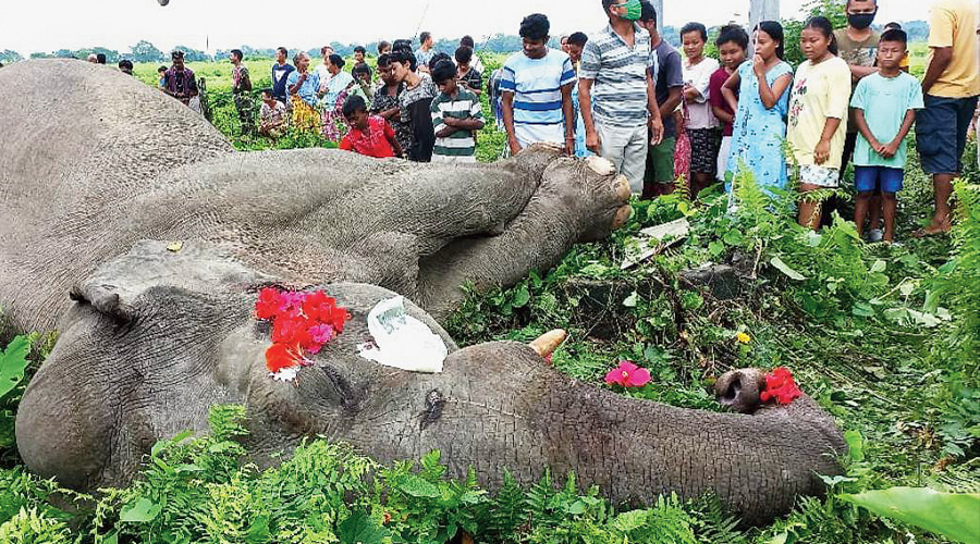    Electrocution whiff in jumbo death in Alipurduar: makna’ was found dead in the Dalmore tea garden