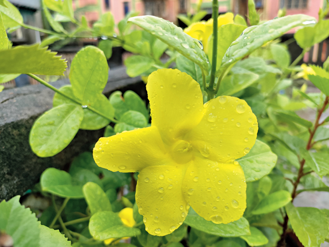Pictures are not oversaturated on the OnePlus Nord CE 5G