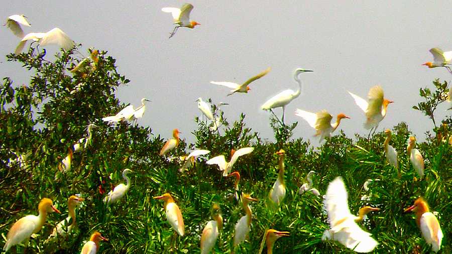 BIRD FLEW: A file picture from the Sunderbans