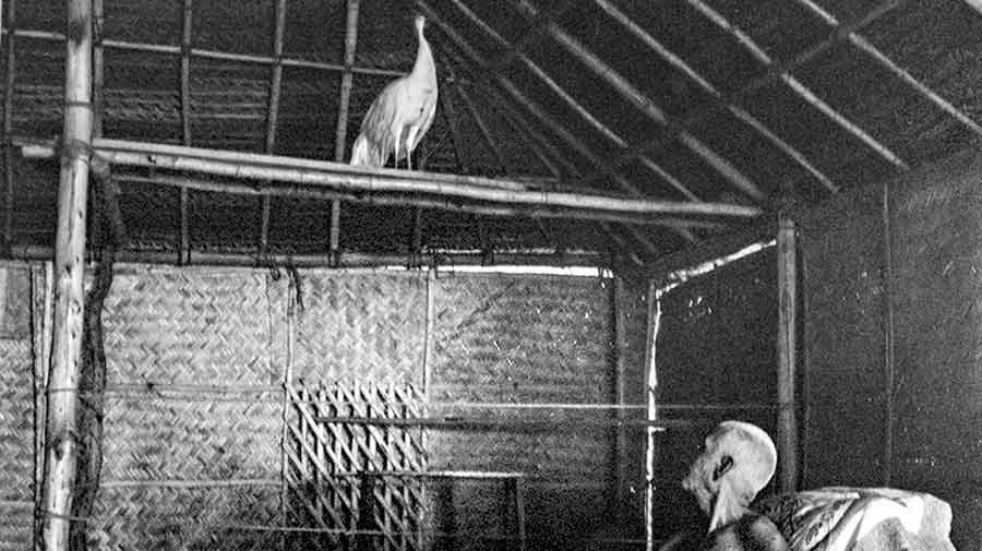 Maharshi Ramana looking up at the white peacock, Madhavan