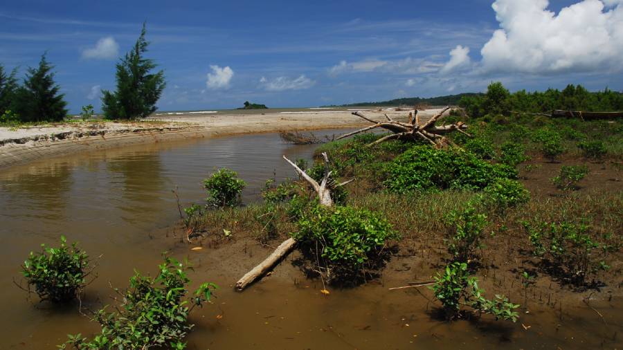 Trembling Tales: How Mangroves Keep Earthquake Records