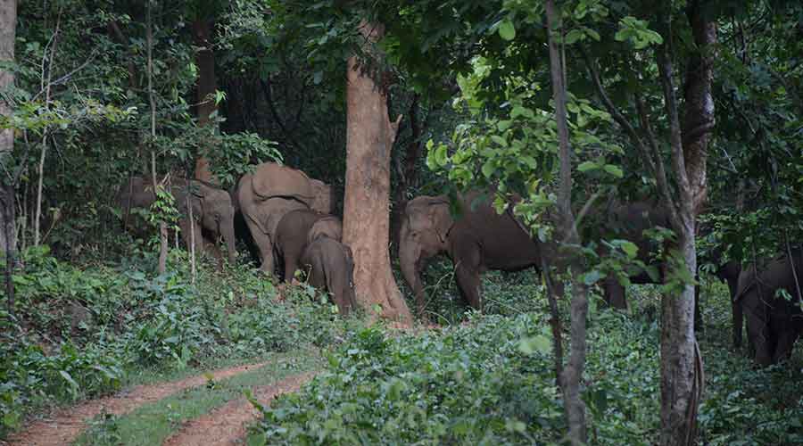 Elephants inside Dalma wildlife sanctuary.