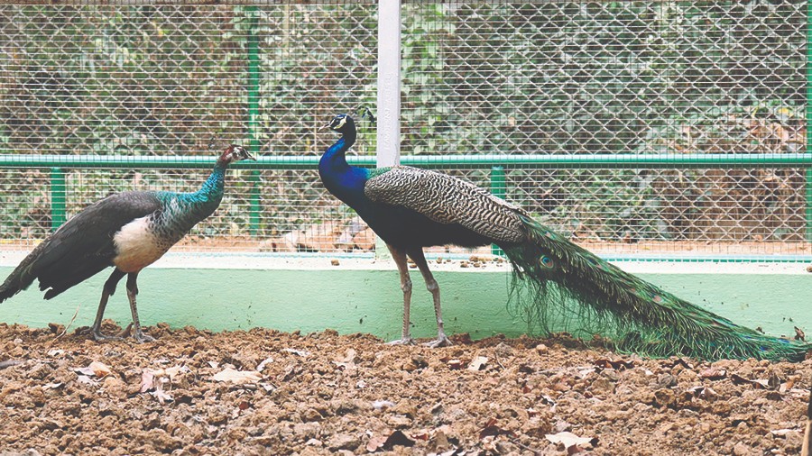 Education - Your Voice: All zoos should be banned - Telegraph India