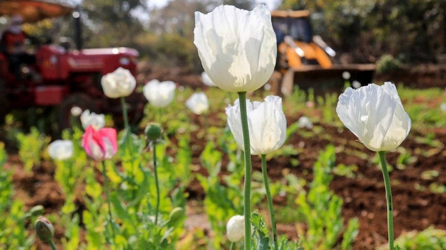 Bulldozers at work to destroy an illegal poppy plantation in Chatra early in February.