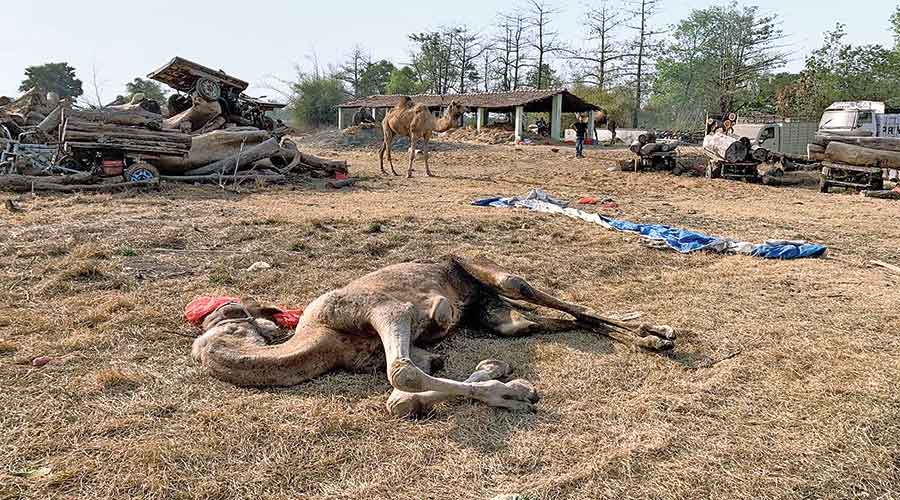 One of the camels that died.