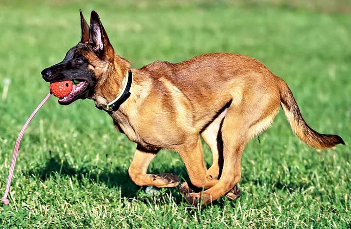 A Malinois pup fetches a ball