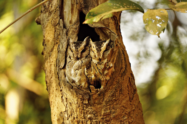 A pair of scops owl and