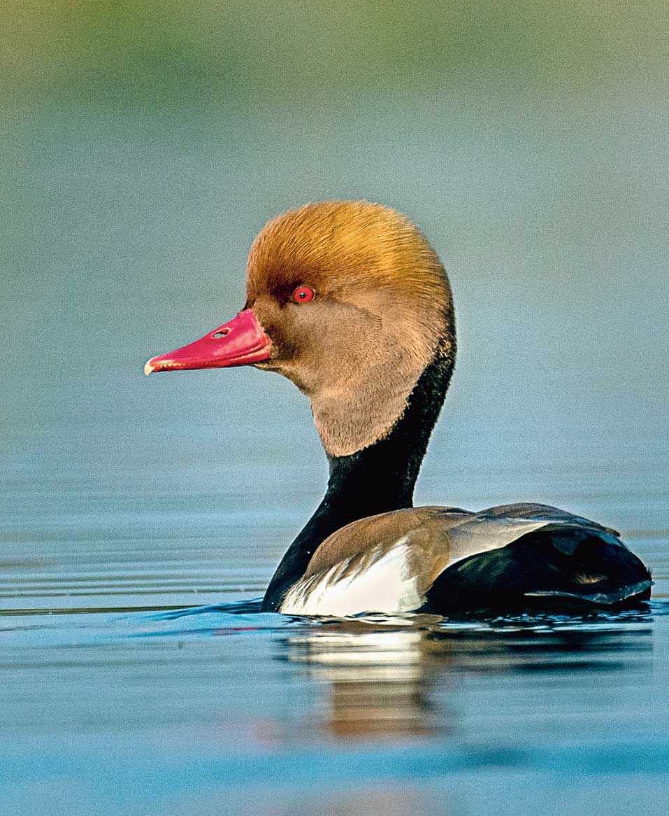 A red-crested pochard.