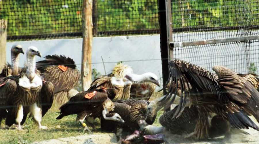    15 Himalayan griffons die in Jalpaiguri, posion suspected- 5 other birds fell ill on the bank of the Chel river at Damdim