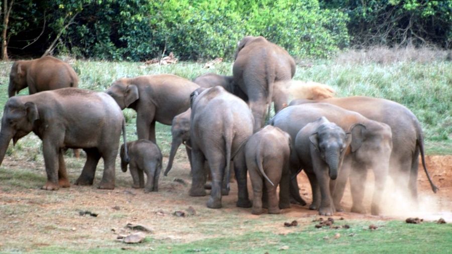Elephants inside Dalma wildlife sanctuary, near Jamshedpur.