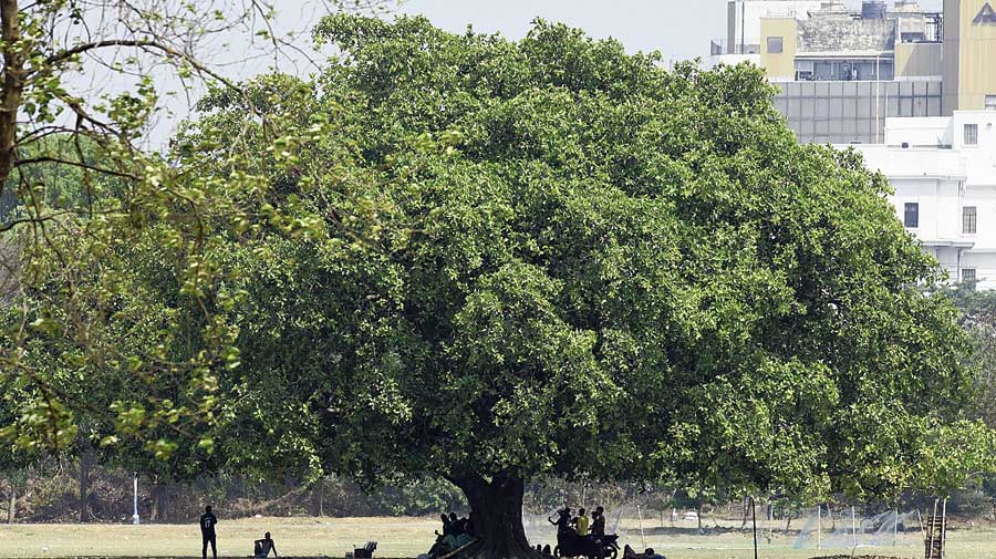    Dry winds heat up Bengal poll season - Little chance of Nor’wester now: Met office