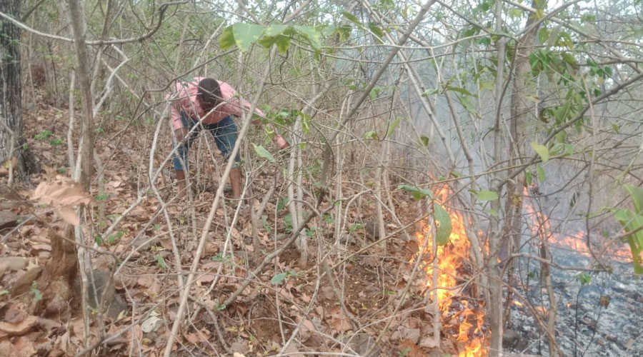 Dalma wildlife sanctuary - Dalma wildlife sanctuary fires under control ...