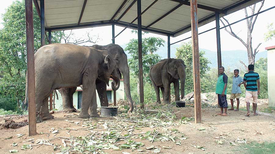 Elephants being fed at the Dalma Wildlife Sanctuary near Jamshedpur. 