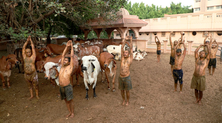 Doctors warn against using cow dung to ward off Covid-19 - Telegraph India