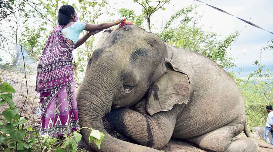 A woman pays floral tribute to one of the elephants in Assam’s Nagaon district on Friday