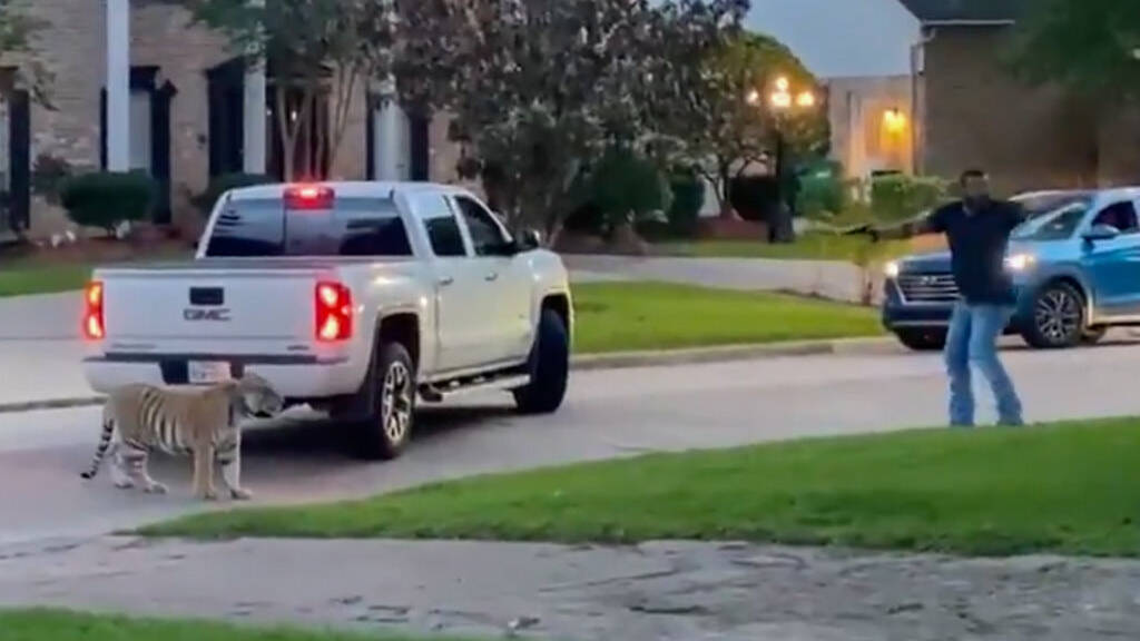 A Bengal tiger startled neighbors in a West Houston neighborhood on Sunday.