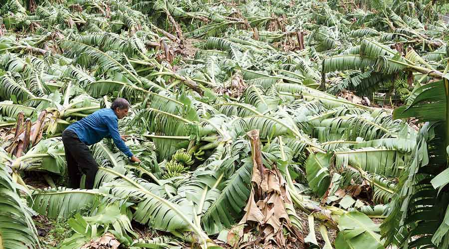 A farmer takes stock of the damage to his banana plantation at a village in Karad, Maharashtra, on Tuesday