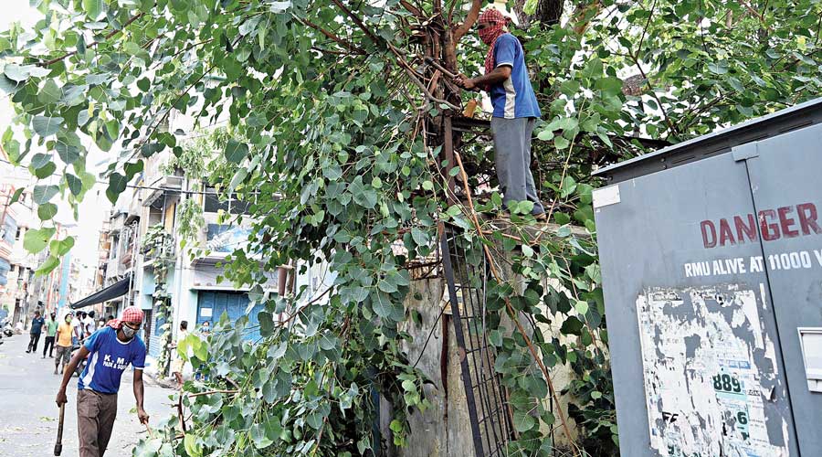 Civic workers trim branches of a tree in Bijoygarh, near Tollygunge, on Sunday.