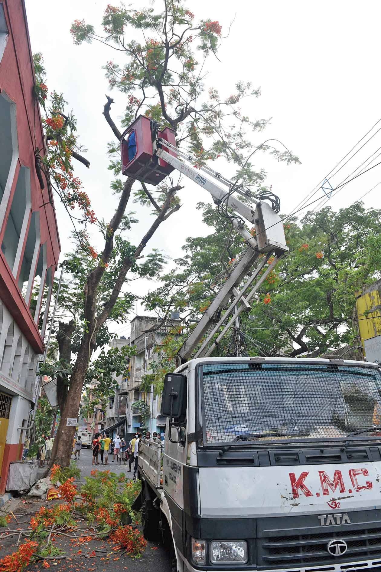 A civic worker trims the branches of a tree in Calcutta on Sunday as a safeguard against it getting uprooted if the city feels the impact of Cyclone Yaas on Wednesday. The cyclone’s trajectory on Sunday suggested it might make landfall between Balasore in Odisha and Digha in Bengal on Wednesday, a Met official said. Calcutta is around 170km from Digha and 250km from Balasore. Cyclone Amphan last year had made landfall 100km from Calcutta. Even if Yaas makes landfall between Balasore and Digha, it is expected to unleash high-speed winds and heavy rainfall in Calcutta on Wednesday, officials said.