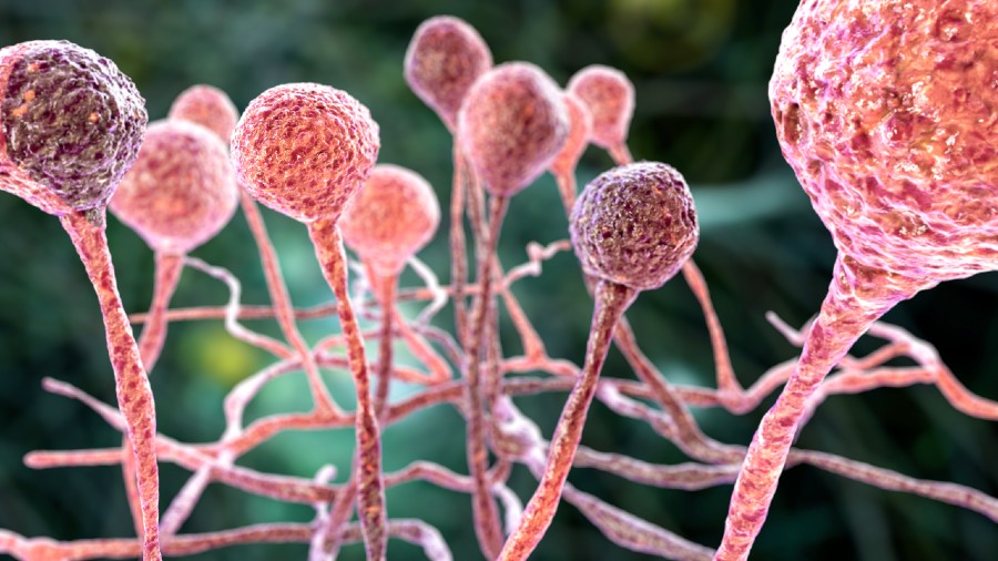 black-fungus-the-black-fungus-who-are-at-risk-telegraph-india