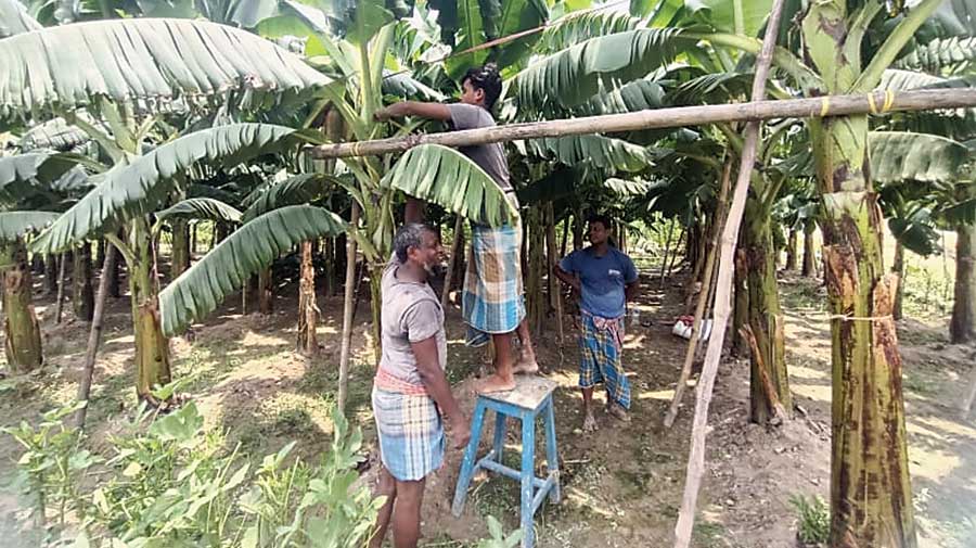    Cyclone Yaas: Farmers forced to fend for themselves