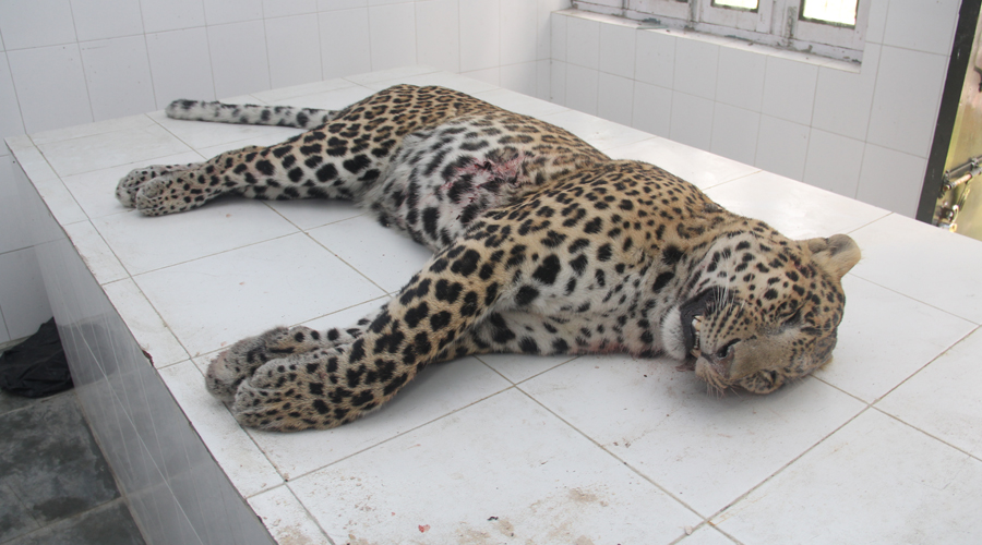 Carcass of black leopard found in Kotagiri