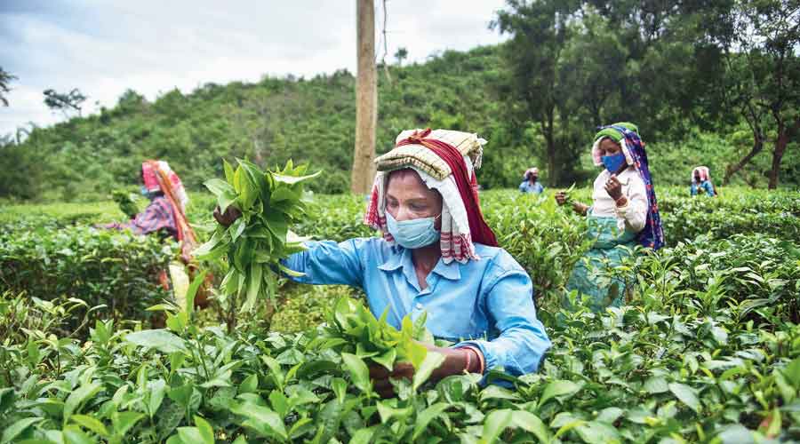 Workers pick tea leaves at the Kondoli Tea Estate in Nagaon district of Assam
