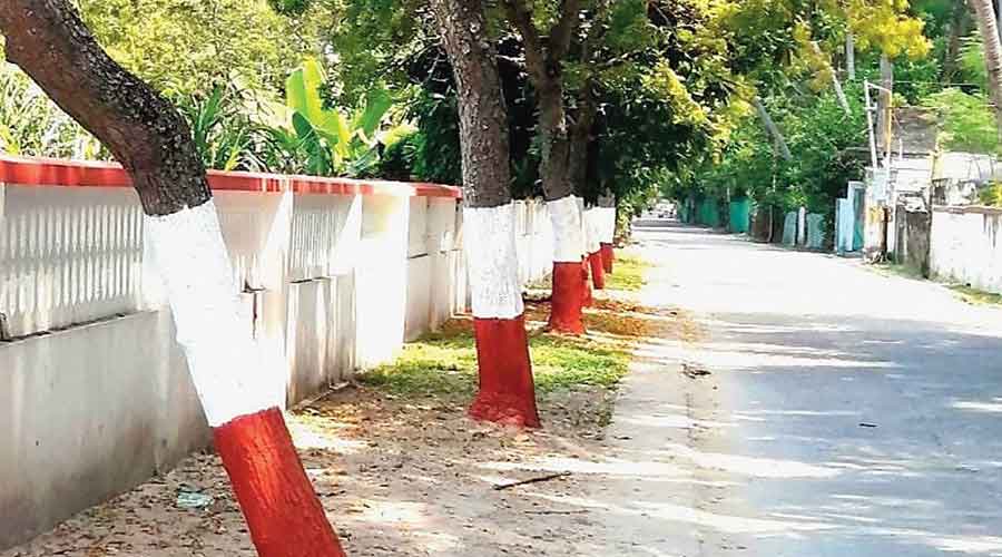 Tree trunks painted saffron in Lakshadweep 