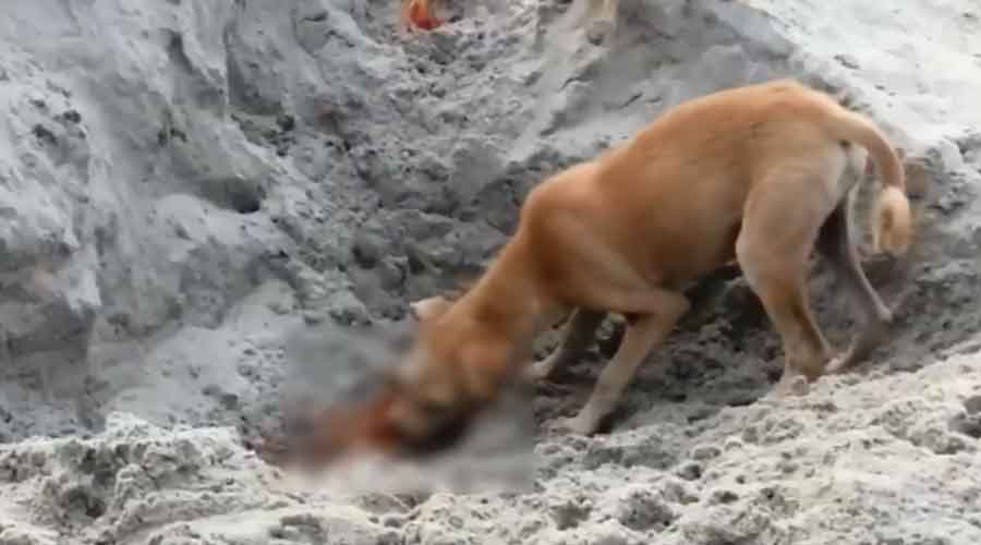 what happens when dogs eat dead animals