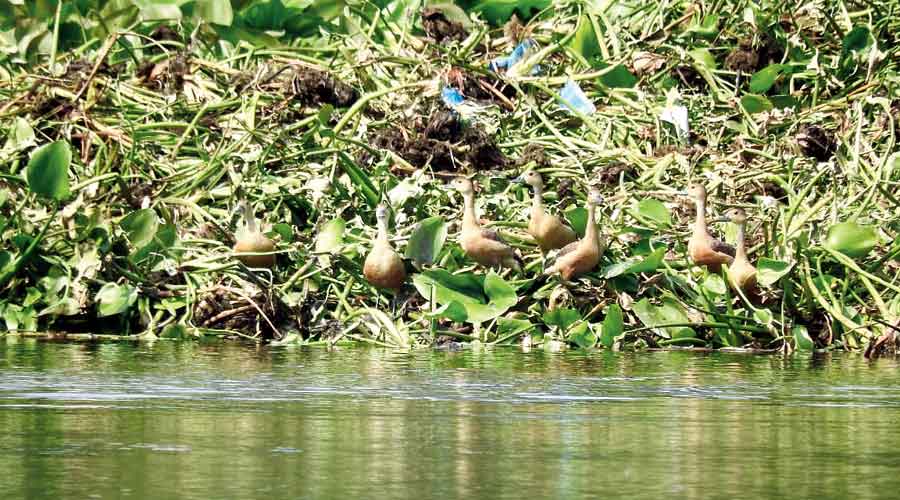 Winged guests land at Santragachhi Jheel, excite Kolkata birders
