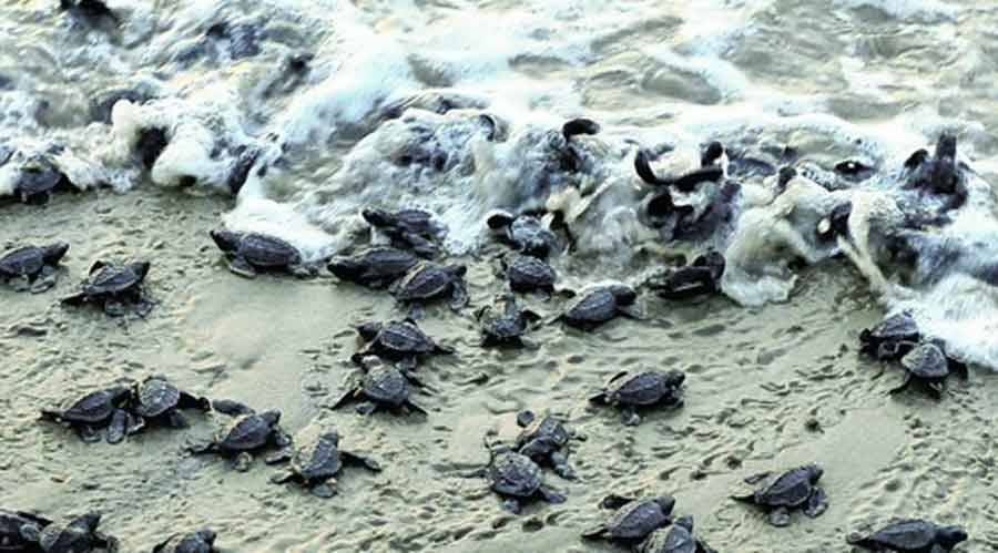 Olive ridley turtles.