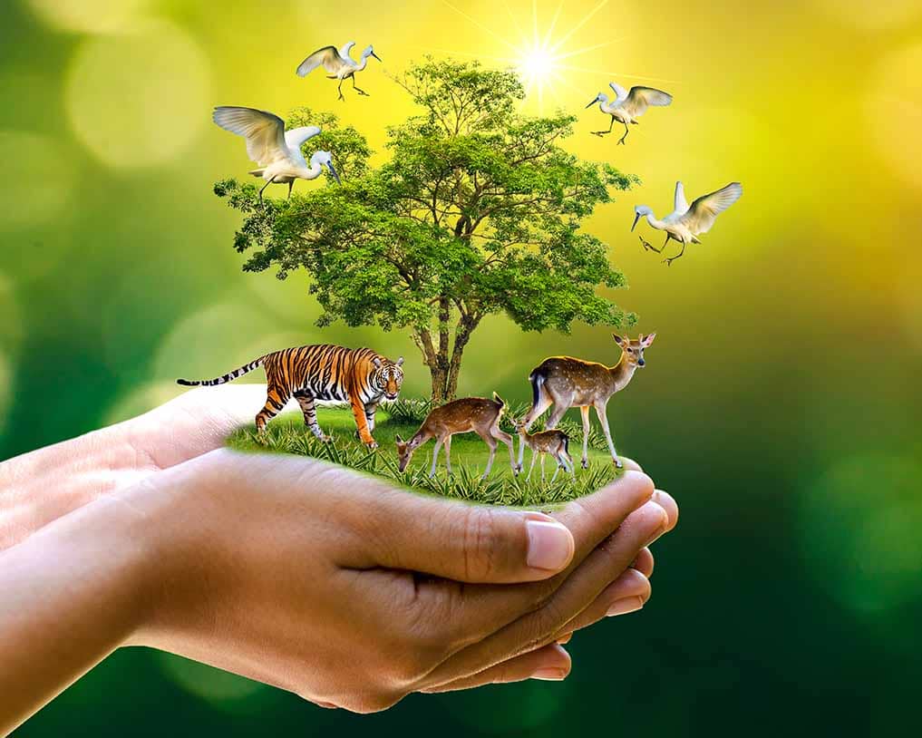 conservation-meaning-in-hindi-conservation