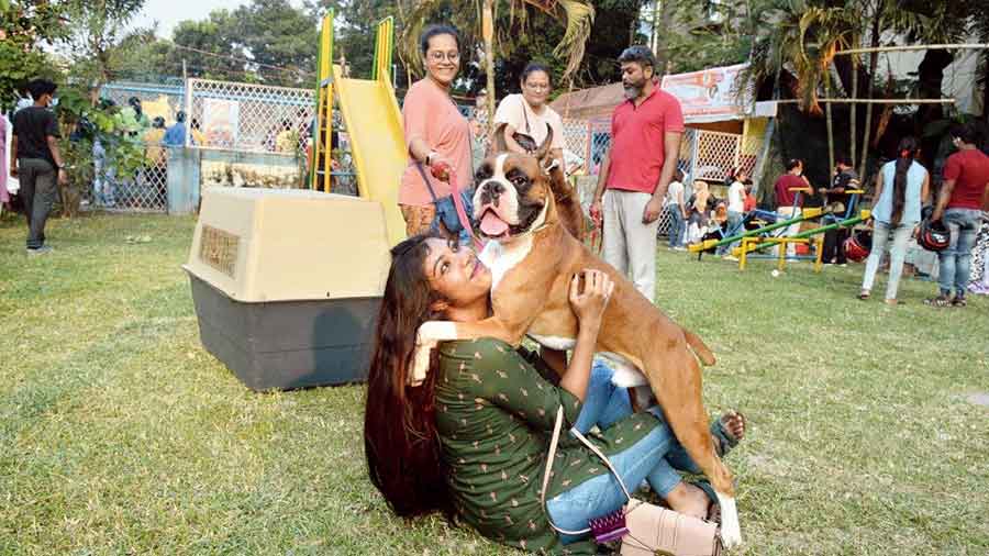 A playful Boxer jumps on a lady. 