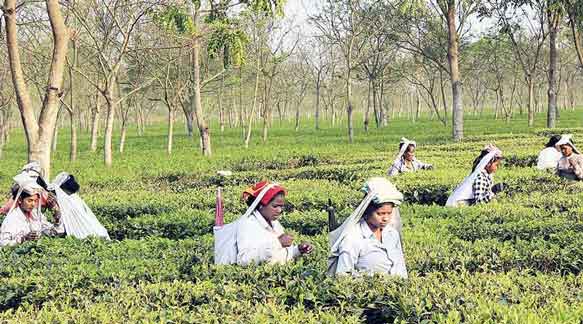 Tea workers at a Dooars garden.