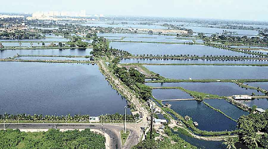 The East Calcutta Wetlands.
