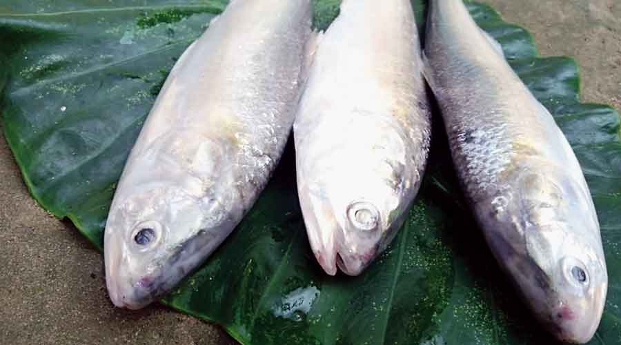 Hilsa being sold on the  banks of the Mansai  in Cooch Behar district.  