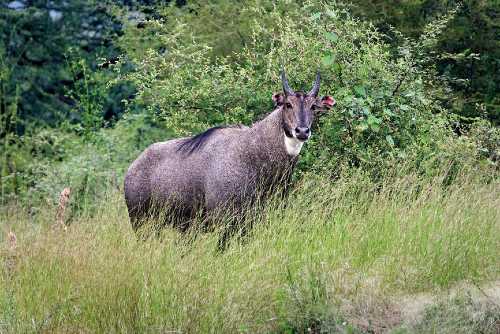 Blue Bull or nilgai, the largest antelope in India