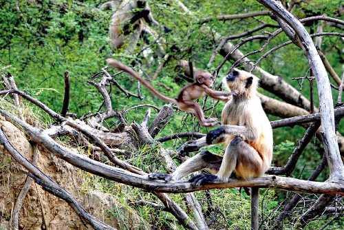 A common langur with its baby in a playful mood